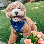 Meet Me At Midnight Blue Velvet Harness