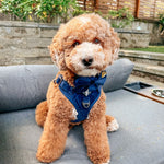 Meet Me At Midnight Blue Velvet Harness