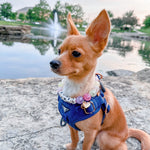 Meet Me At Midnight Blue Velvet Harness